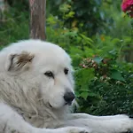 Vakantieboerderij Al Marnich Schignano (Como)