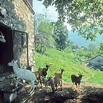 Vakantieboerderij Al Marnich *