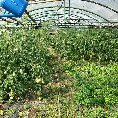Al Marnich Farm stay *