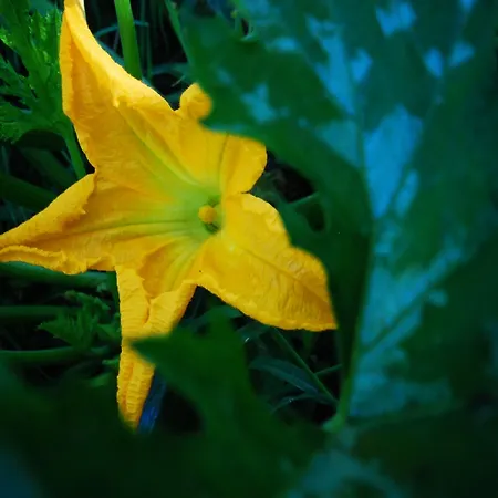 Al Marnich Farm stay Schignano (Como)