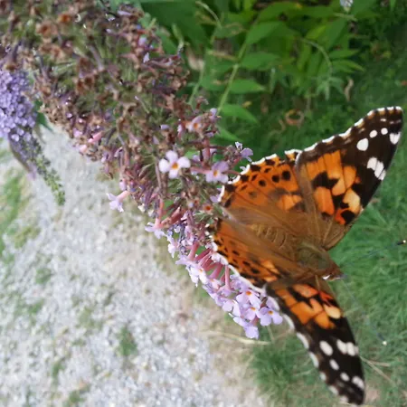 Al Marnich Κατάλυμα σε φάρμα Schignano (Como)
