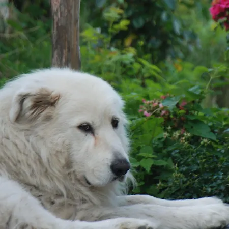 Farm stay Al Marnich Schignano (Como)