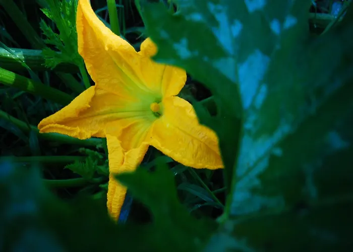 Al Marnich Vakantieboerderij Schignano (Como)