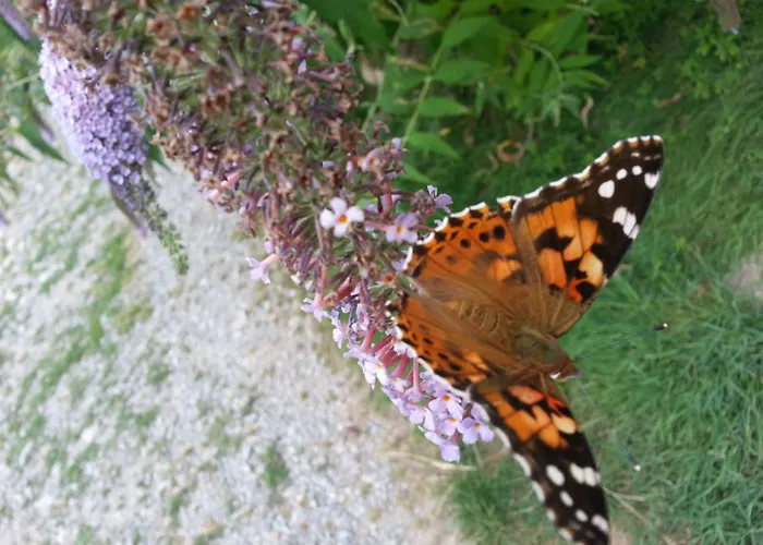 阿尔玛尼奇农庄酒店 农家乐 施格纳诺