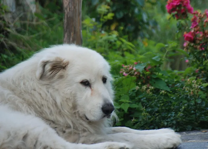 农家乐 阿尔玛尼奇农庄酒店 施格纳诺