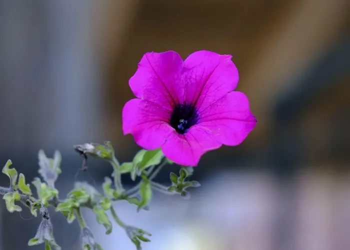 农家乐 阿尔玛尼奇农庄酒店 施格纳诺