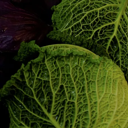 Gospodarstwo agroturystyczne Al Marnich